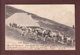Chalet du SUCHET - Vaches - 1904