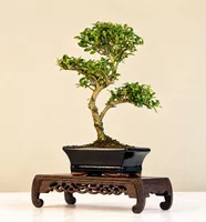 Bonsai Ilex Crenata Japanische Stechpalme ca. 8 Jahre