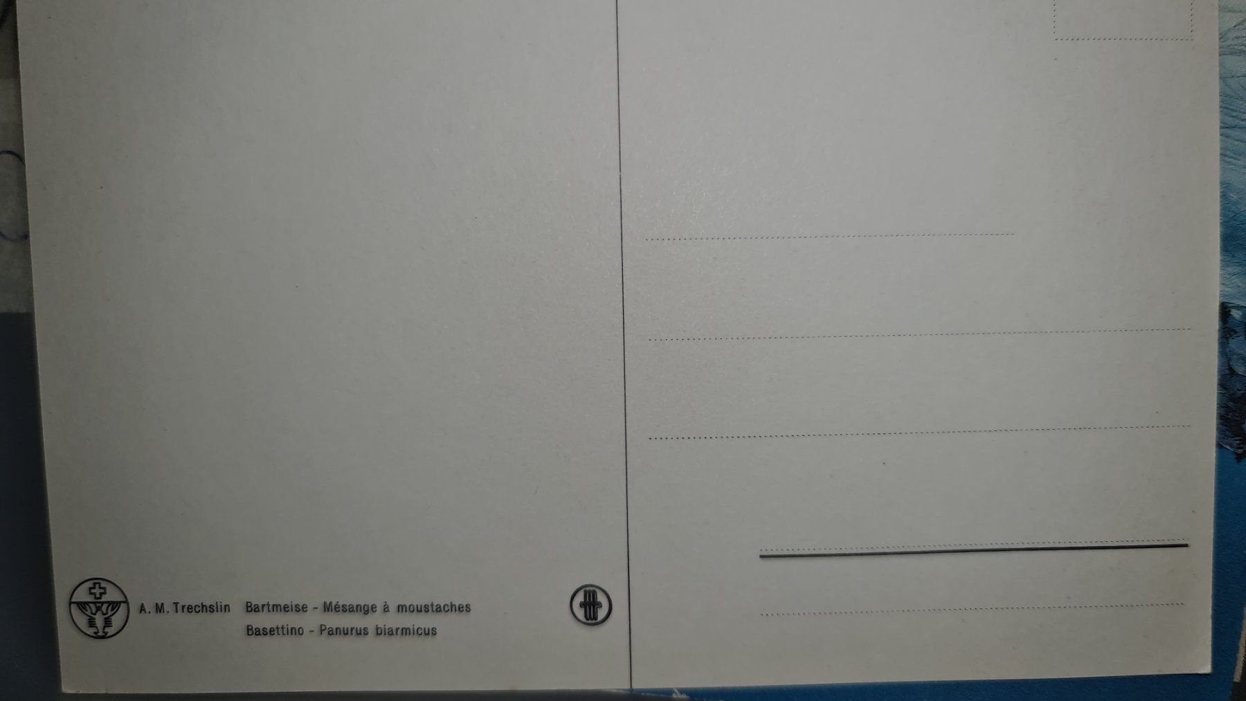 Cartoline postali: Ansichtskarte Vogel – Nuovo (secondo la descrizione) da Dintikon venduto da Vexi 1