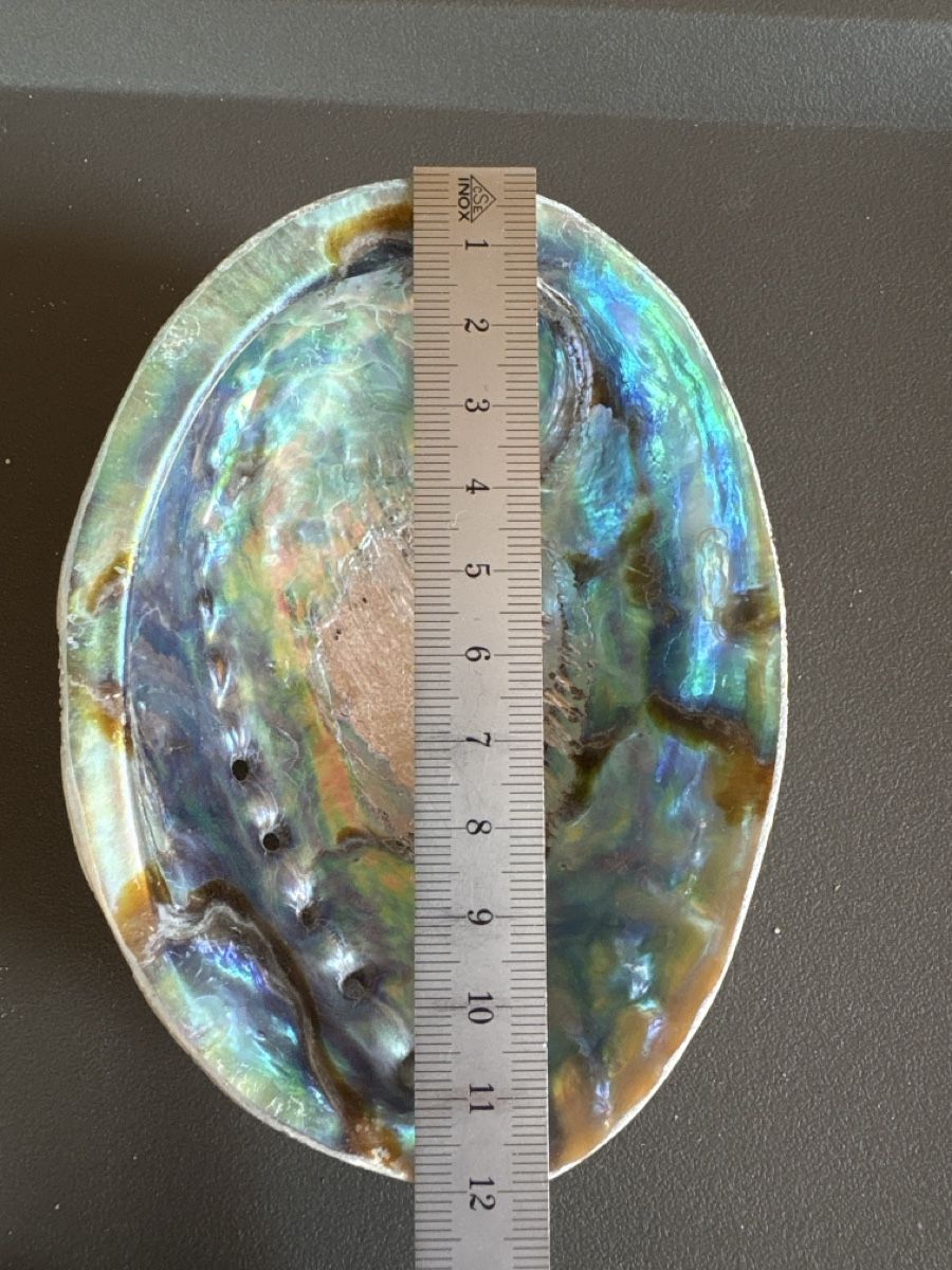 Tutte le decorazioni: grosse muschel mit Perlmutt – Usato da Rümlang venduto da resale35 2