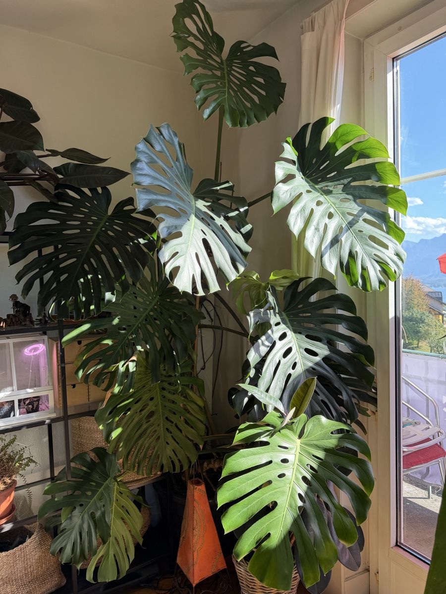 Piante & sementi: Monstera deliciosa XXL – Usato da Chernex venduto da Jolney