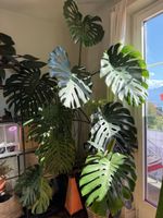 Monstera deliciosa XXL