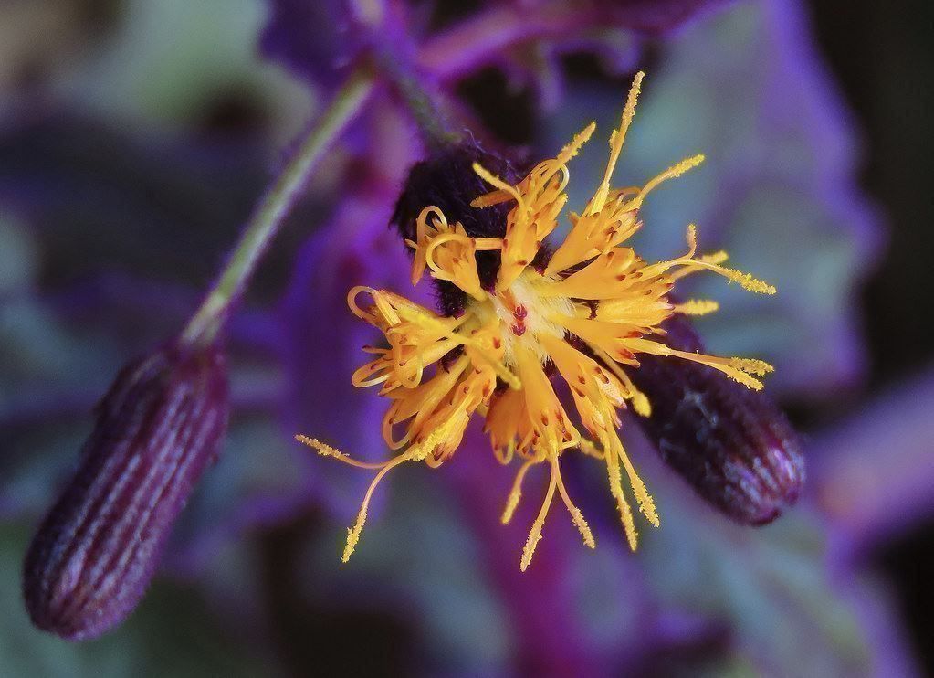 Piante & sementi: Gynura aurantiaca, bewurzelter Steckling – Nuovo (secondo la descrizione) da Winterthur venduto da Aniger 4