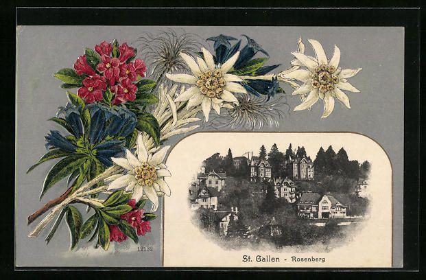 Cartoline postali: AK St. Gallen, Rosenberg mit Edelweiss – Usato da Berlin venduto da bartko-reher