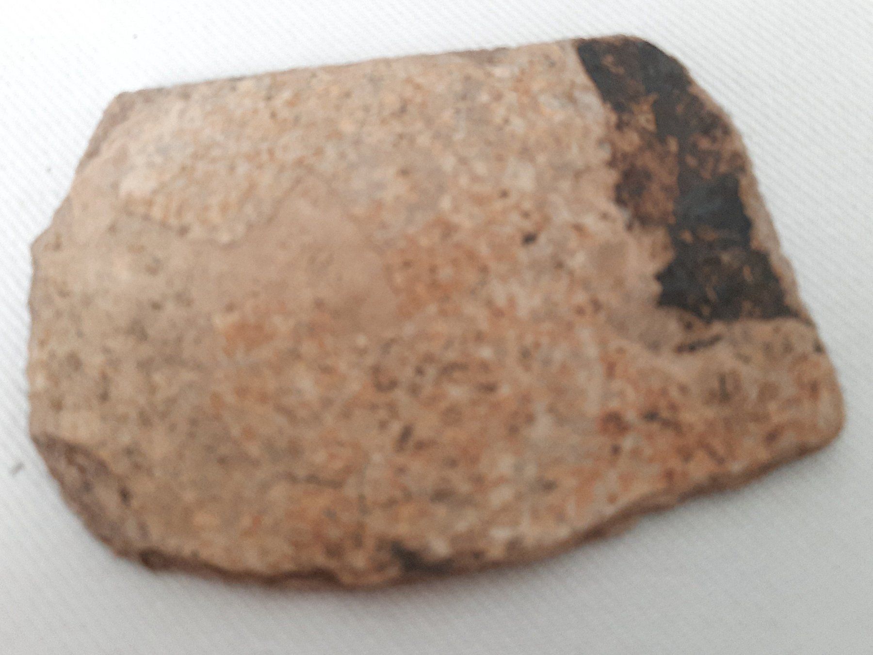 Fossili: 3 Fossilien – Usato da Beinwil am See venduto da Restwert_Beinwil 5