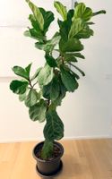 Ficus Lyrata Geigenfeige Fiddle Leaf fig plant 190 cm