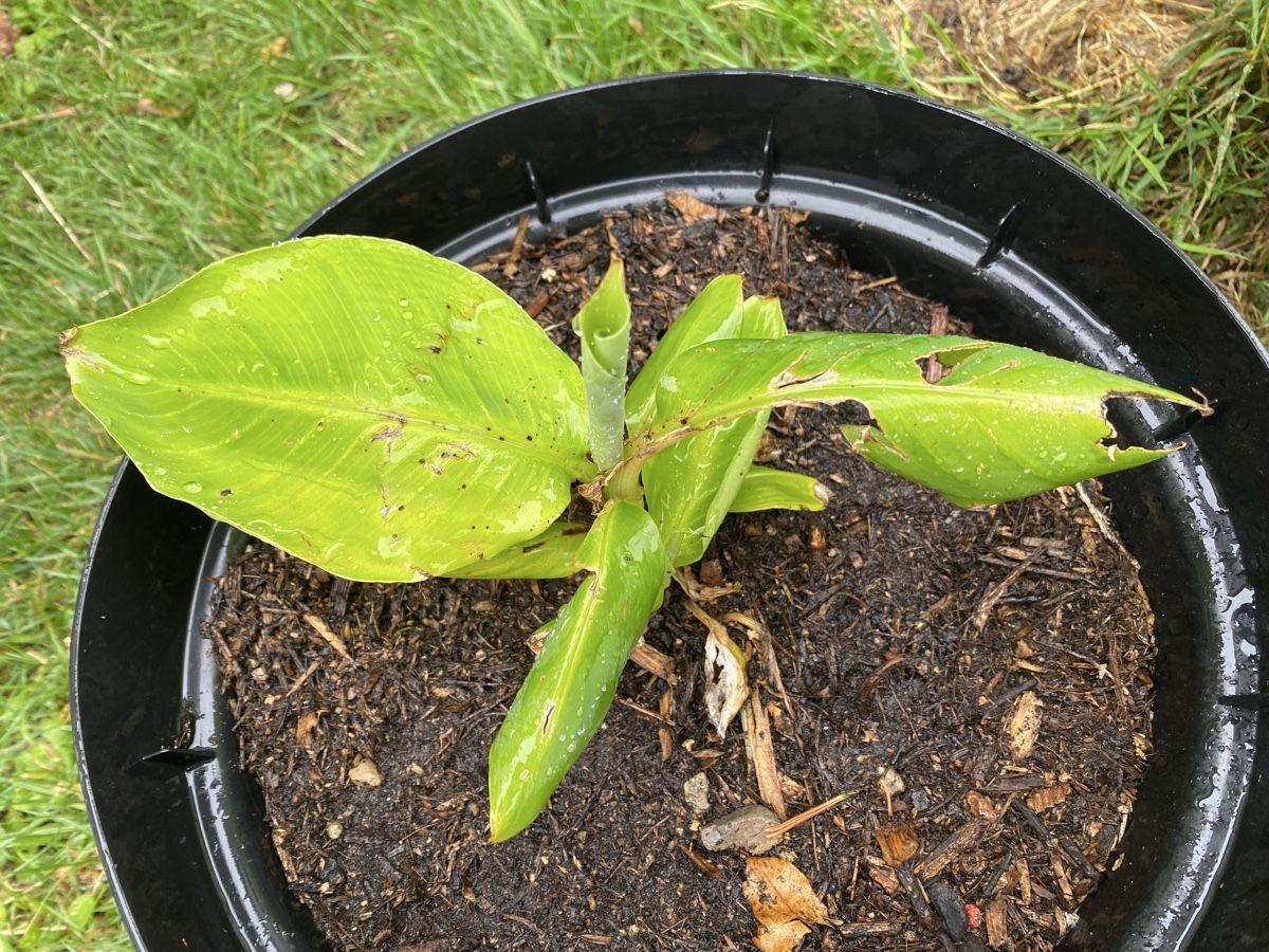 Pflanzen & Samen: kleine Banane Bananenstaude – Gebraucht aus Gerlikon von jabadabadu