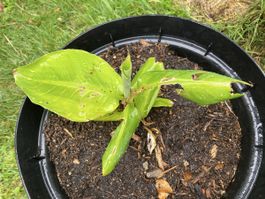 kleine Banane Bananenstaude