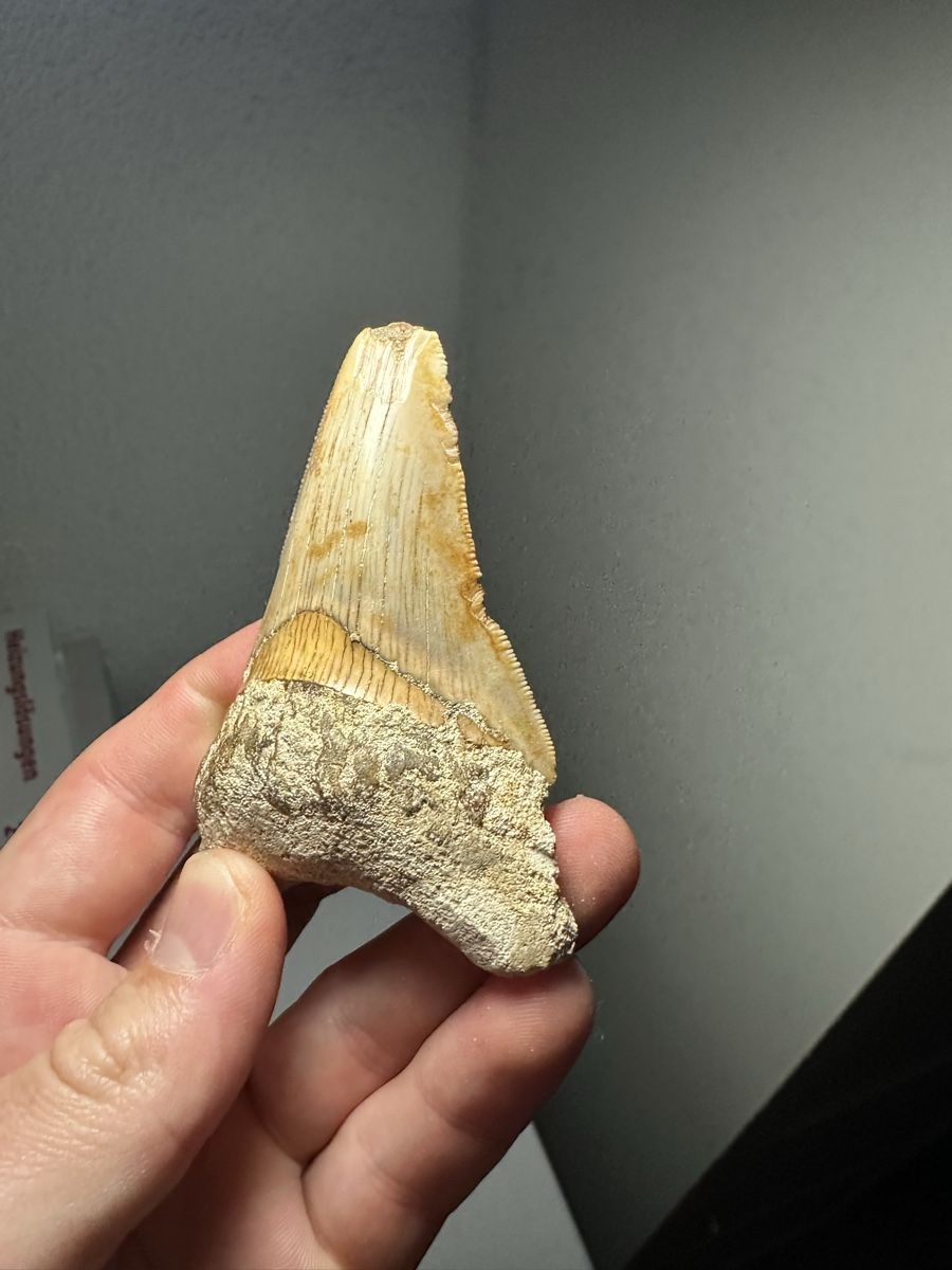 Fossilien: Fossiler Megalodon-Zahn – Gebraucht aus Lutzenberg von CS65 5
