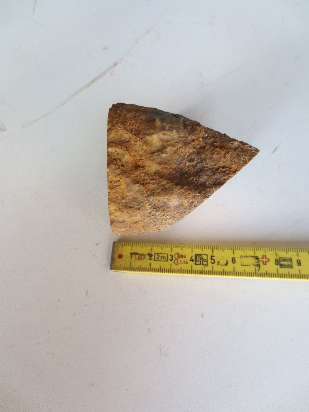Fossili: Muschel Versteinerung- Hippurites – Usato da Weier im Emmental venduto da waefler03 6