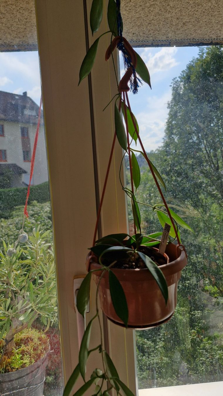 Piante & sementi: Hoya stoneana – Usato da Au ZH venduto da Lutea