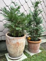 2xThuja mit Topf