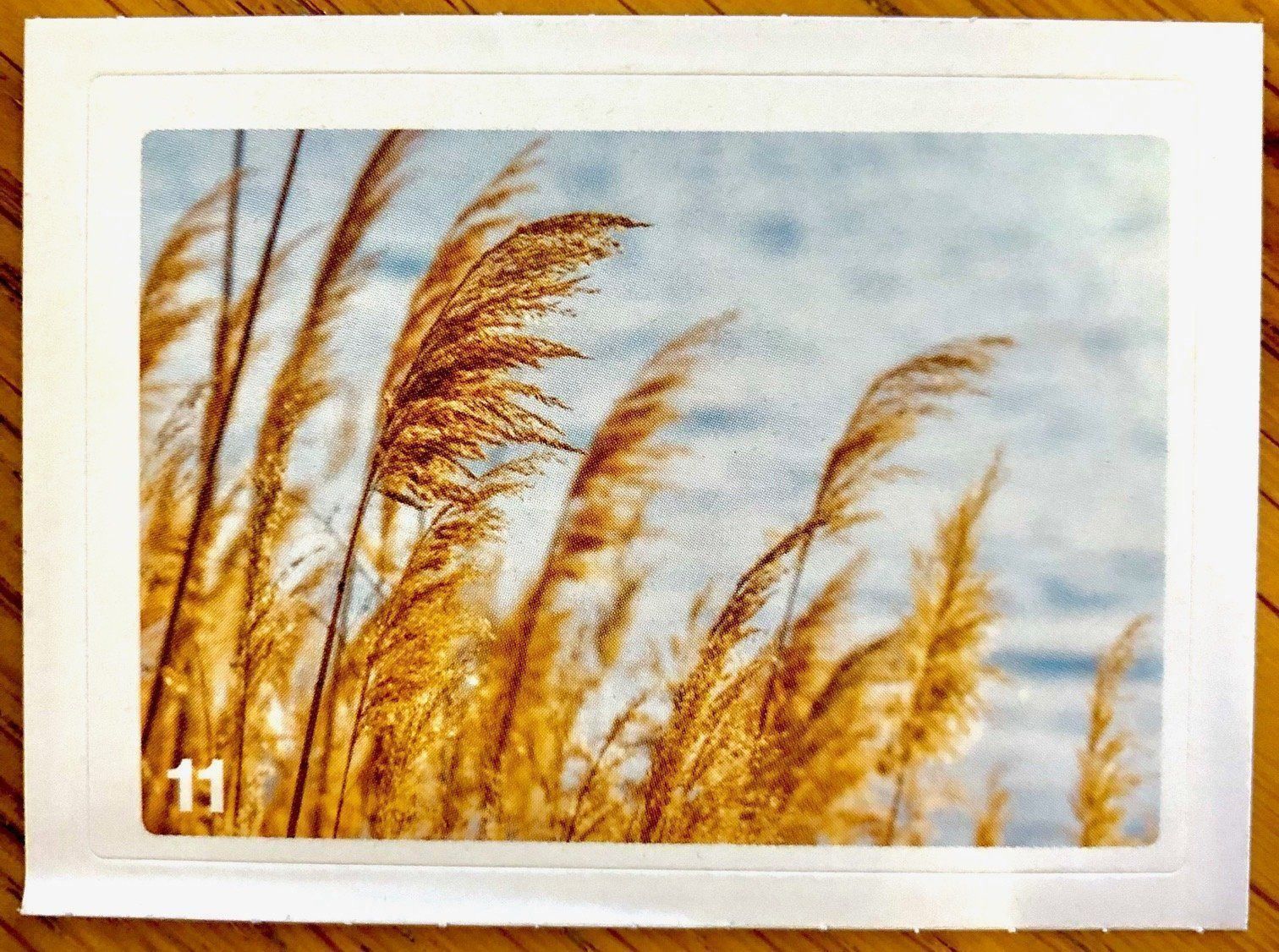 Migros Carte collezionabili: Migros Nature Detectives - Bild Nr. 11 – Nuovo (secondo la descrizione) da Oberrieden venduto da Zimmerberg10