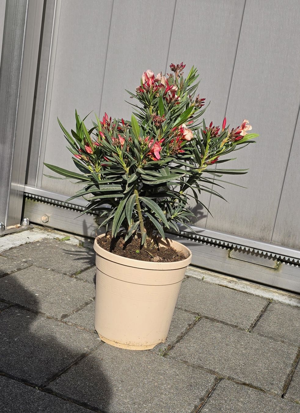 Piante & sementi: Kleiner Oleander – Nuovo (secondo la descrizione) da Aarburg venduto da popkorn65 3