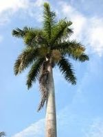 8 Stück Kubanische Königspalme Samen, Roystonea regia