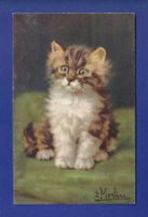 CHAT - Chaton aux yeux verts par D. Merlin