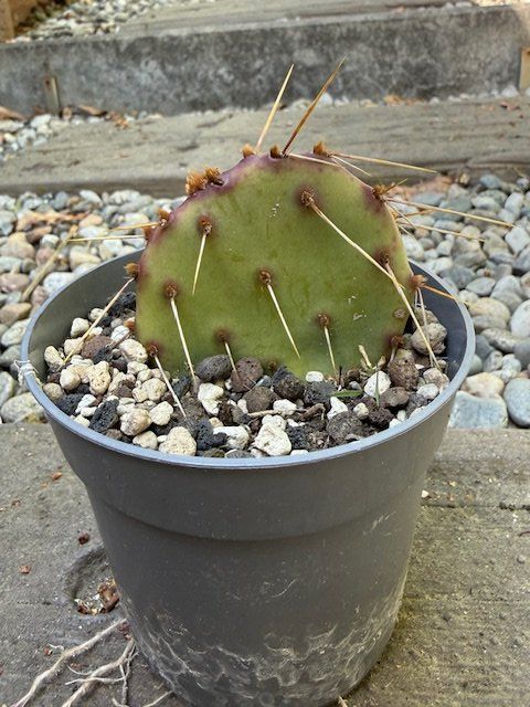 Pflanzen & Samen: Opuntia engelmannii phaeacantha / Kaktus /Winterhart – Neu (gemäss Beschreibung) aus Therwil von Tigersunne