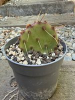 Opuntia engelmannii phaeacantha / Kaktus /Winterhart
