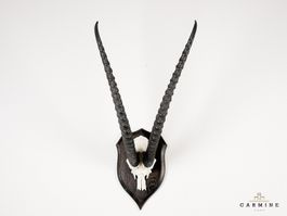 Gazellen Trophäe Afrika - Original Jagdtrophäe Antilope Vint