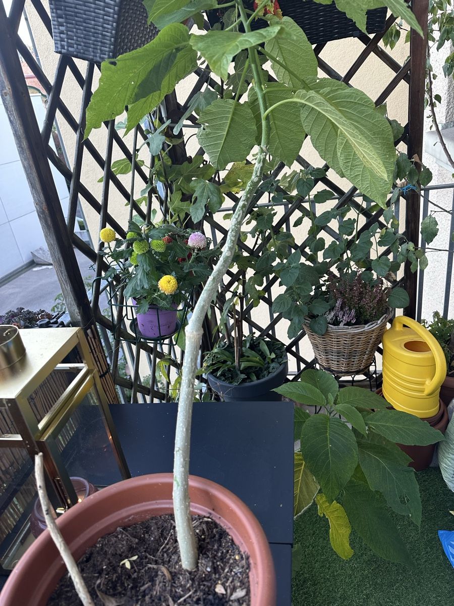 Plantes & graines: Engelstrompete gelb – D'occasion à Bern par Ruhrallee 1