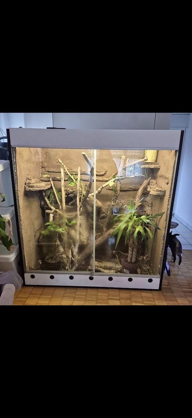 Terrarium: Terrarium – Gebraucht aus Aesch ZH von rge_xtt8 1