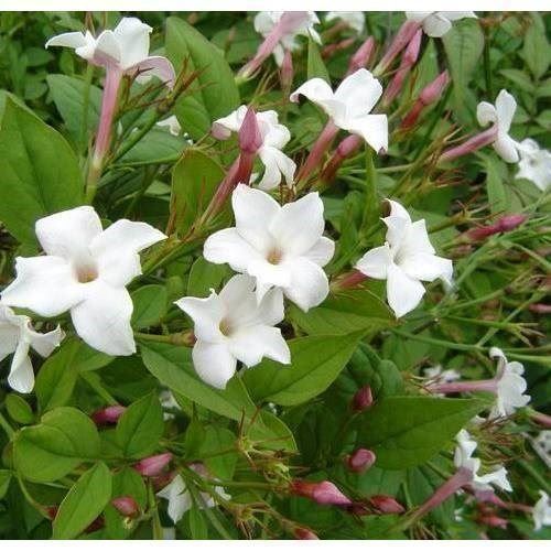 Piante & sementi: Jasmin officinalis   2x   20-30cm – Nuovo (secondo la descrizione) da Bremblens venduto da FIBONACCI369
