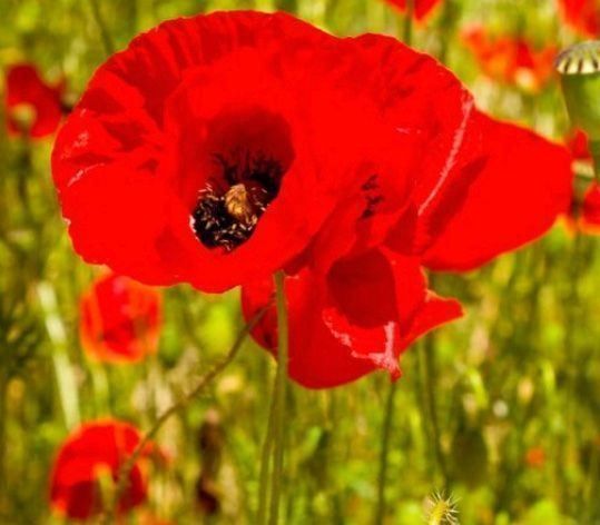 Pflanzen & Samen: 100 SAMEN Klatsch Mohn Graines Coquelicot Papavero – Neu und originalverpackt aus Rovio von POSITIFFARTandPLANTS 2