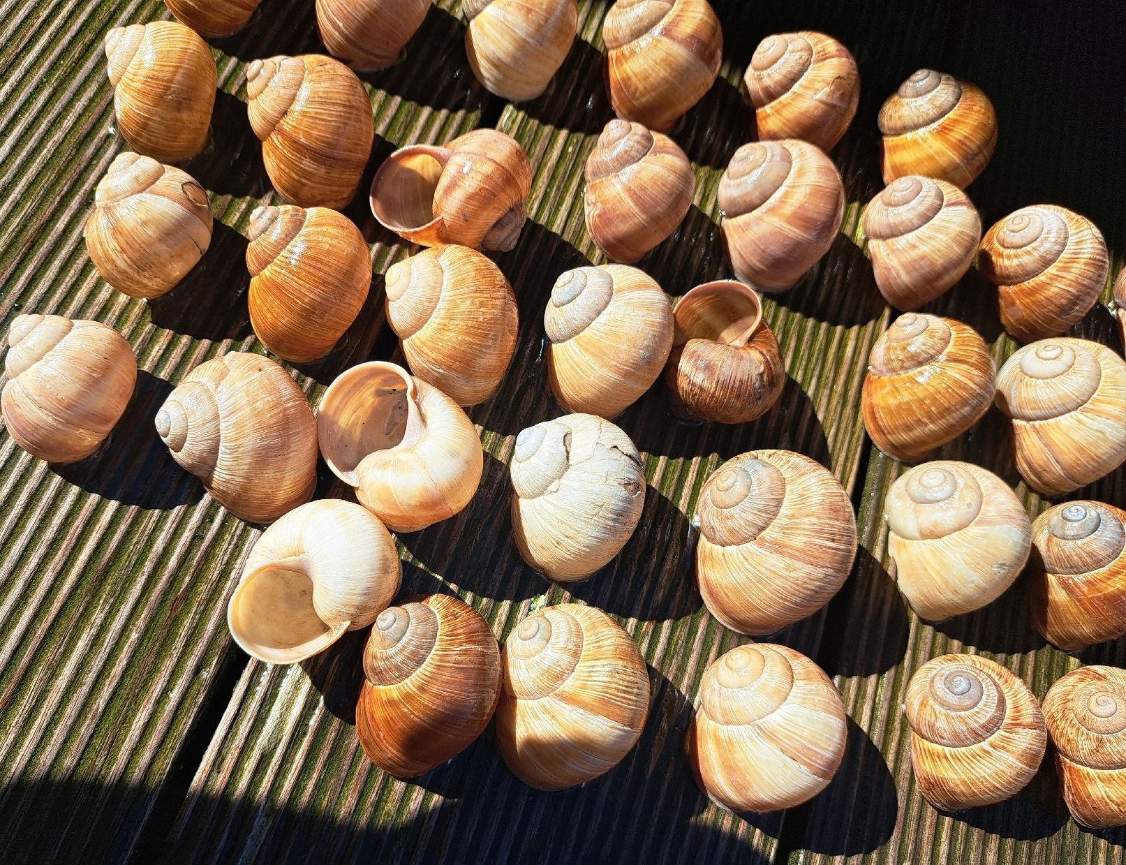 Alle Dekorationen: 45 echte,grosse Weinbergschneckenhäuser. – Gebraucht aus Ebnat-Kappel von Zurk 1