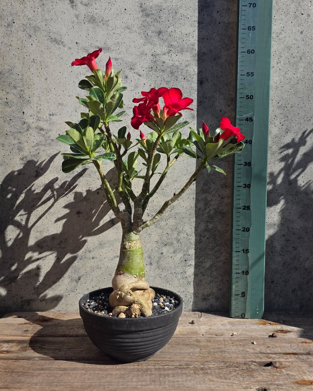 Piante & sementi: Adenium Obesum Rot / Wüstenrose – Nuovo (secondo la descrizione) da St.Erhard venduto da Plumilandschweiz 2