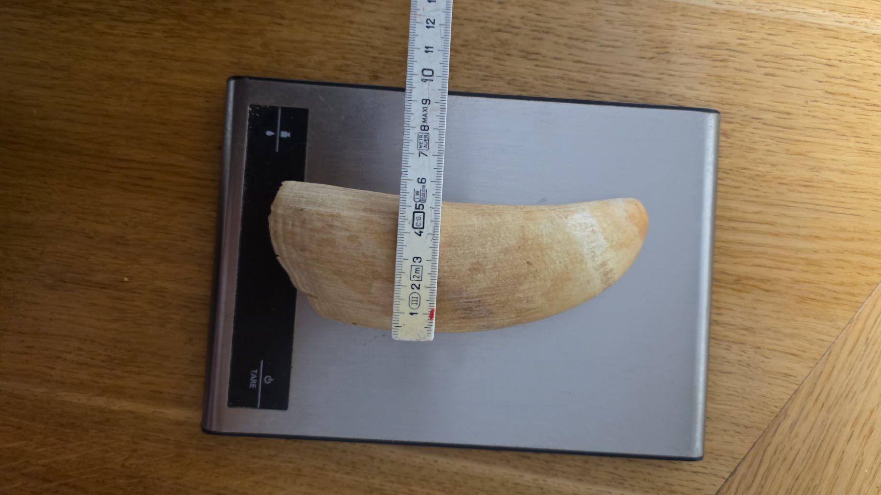 Fossili: Spermawal Zahn – Usato da Haslen GL venduto da zol_q9yh 2