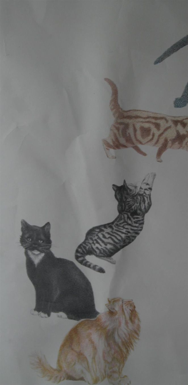 Foto & Immagini: Schulwandbild "Katze" Josette Morier – Usato da Birrwil venduto da brandschatz_birrwil 8