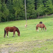 Profile image of Hof_Oberdorf