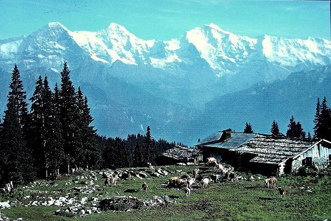 Cartes postales: BEATENBERG Kühmatte, Kühe – D'occasion à Jona par philajona