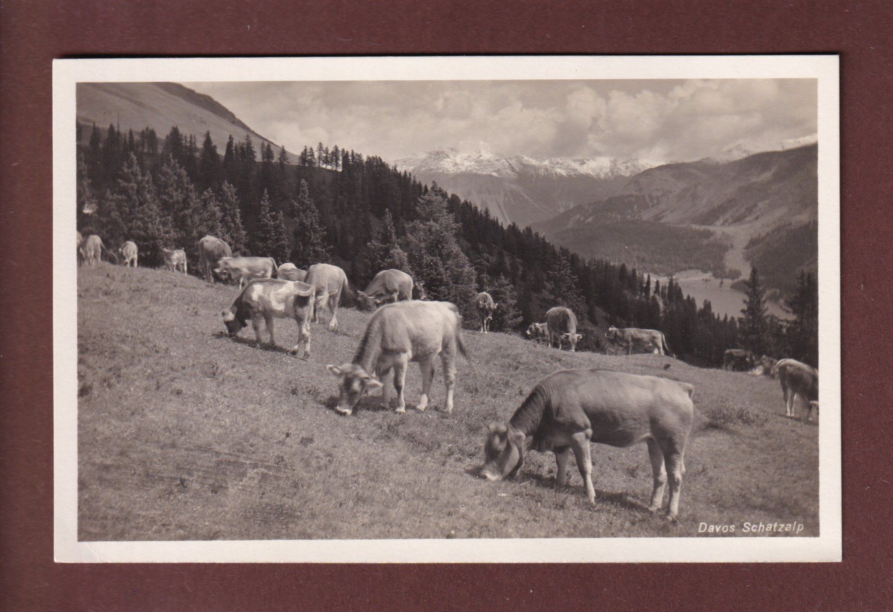 Cartoline postali: DAVOS - Schatzalp - Kühe – Usato da Pully venduto da nicecards