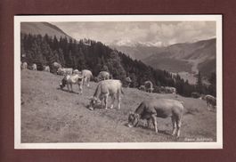 DAVOS - Schatzalp - Kühe