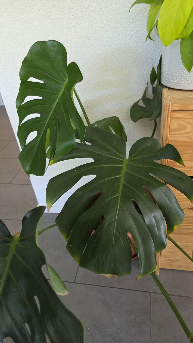 Piante & sementi: Monstera Deliciosa  – Usato da Pieterlen venduto da Miss.p 1