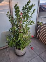 Mandeville Balkon Pflanze mit roten Blüten ca.130cm hoch