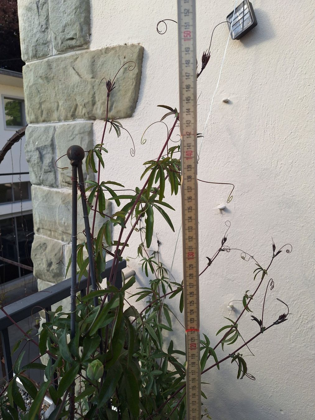 Piante & sementi: Passiflora Caerulea - Passionsblume - Blau, Weiss – Usato da Luzern venduto da Heugaerten 4