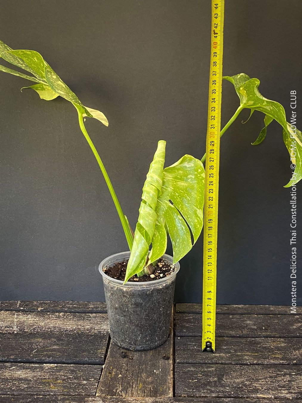 Piante & sementi: Monstera Deliciosa Thai Constellation - grossblättrig – Nuovo e nell'imballaggio originale da Adliswil venduto da astom369 3