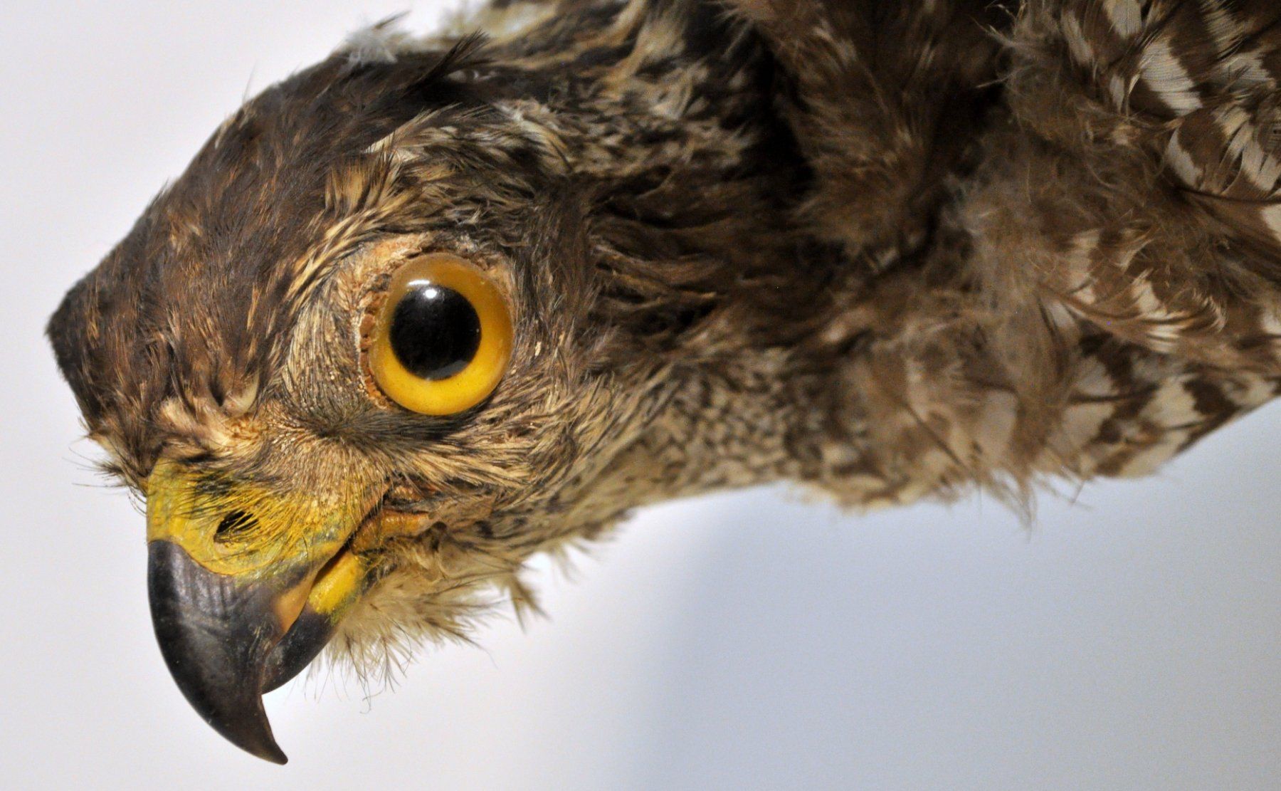 Welt der Tiere: Rapace naturalisé – Gebraucht aus Neuchâtel von Neuchatel 5