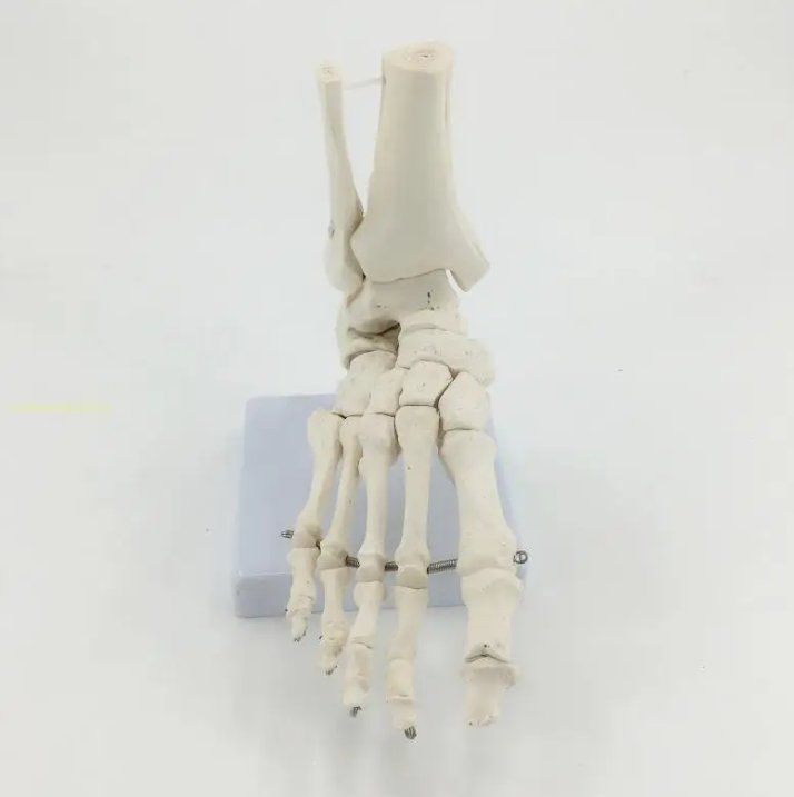 Kit di modellismo & Modellini statici: Fuss-Skelettmodell in Lebensgröße - Anatomisches Modell – Nuovo e nell'imballaggio originale da Geneve venduto da Titi2008 6