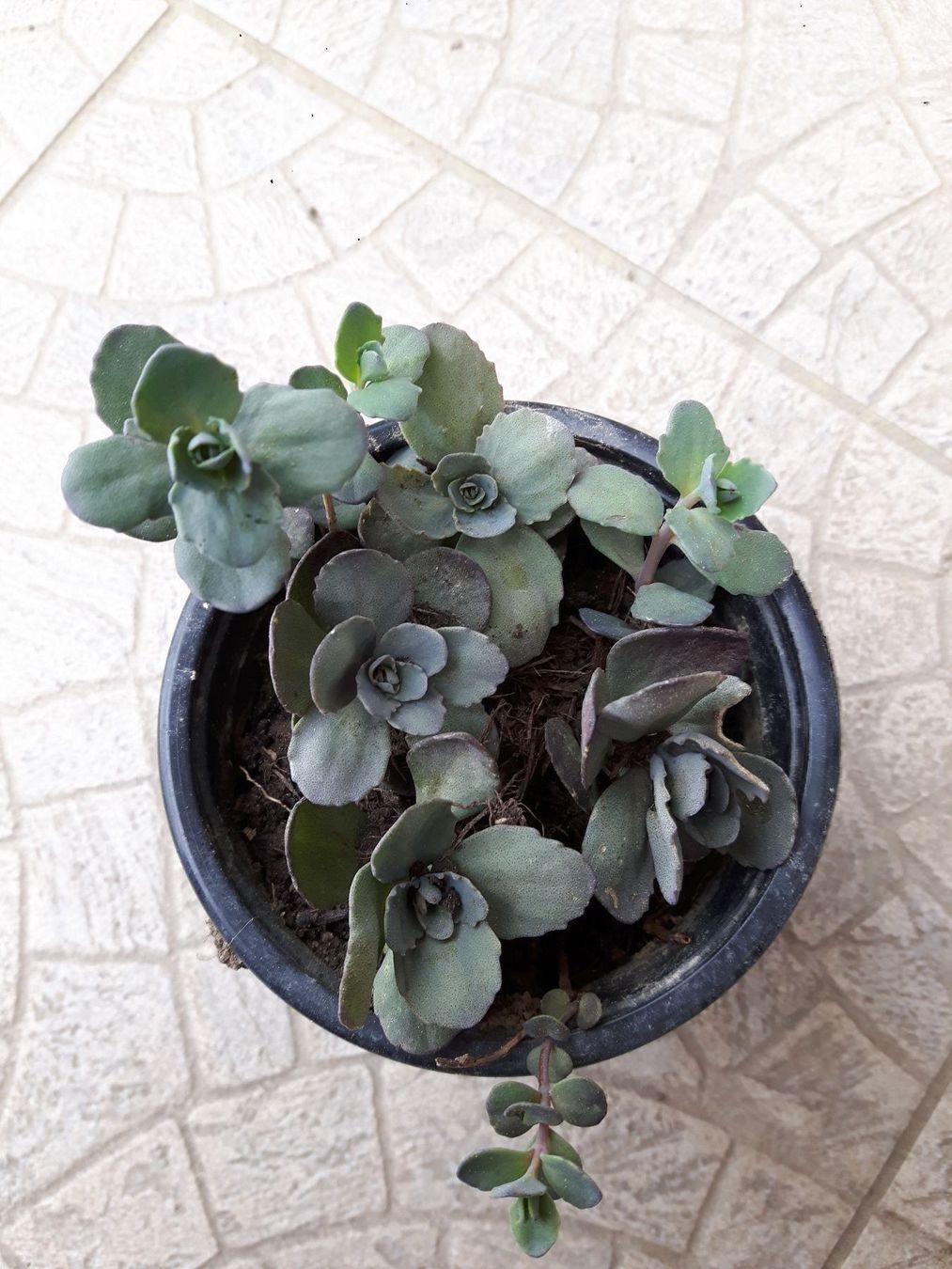 Piante & sementi: 6 stück sedum bodendecker – Nuovo (secondo la descrizione) da Ibach venduto da chaemilochhobbygarte 2