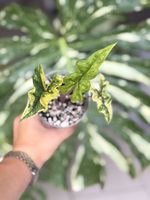Alocasia Jacklyn Aurea