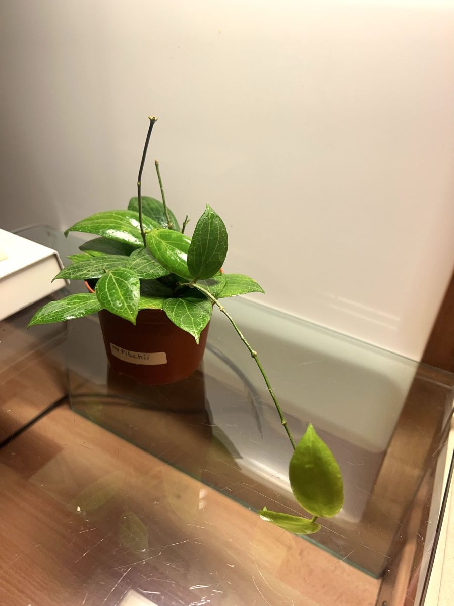 Pflanzen & Samen: Hoya fitchii  – Gebraucht aus Chevenez von ric_v6s7 1