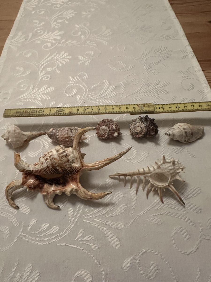 Tutte le decorazioni: Muscheln. – Usato da Schöfflisdorf venduto da Katrins02 5