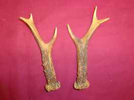 Reh, Geweihe, Trophäe, Horn, Dekoration, Jagd Abwurfstangen