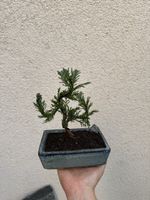 Kleiner Zypressen Bonsai