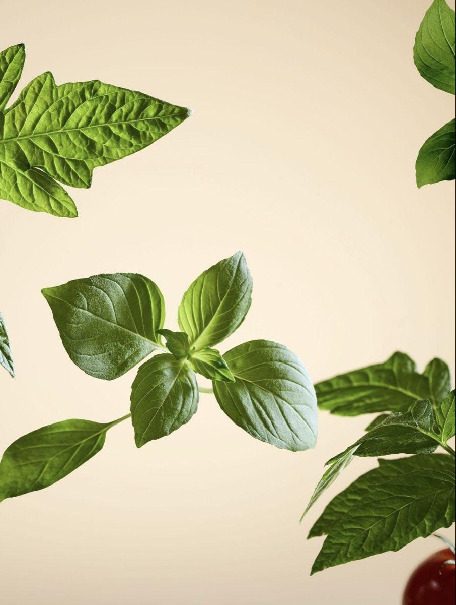 Rituals Spray per ambienti: Rituals Raumduft 'White Basil' 450ml – Nuovo e nell'imballaggio originale da Urdorf venduto da GeNi147 3