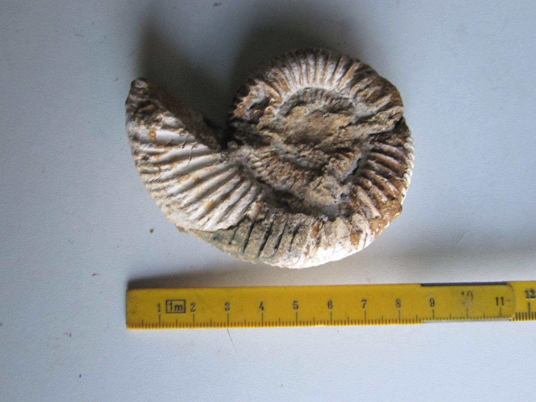 Fossili: Ammonite 2 – Nuovo (secondo la descrizione) da Weier im Emmental venduto da waefler03 1