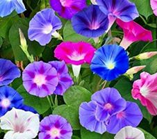 30 Samen Kletter Blumen  “TRICHTERWINDE”